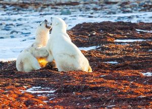 churchill manitoba canada